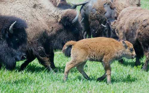 Raising Buffalo